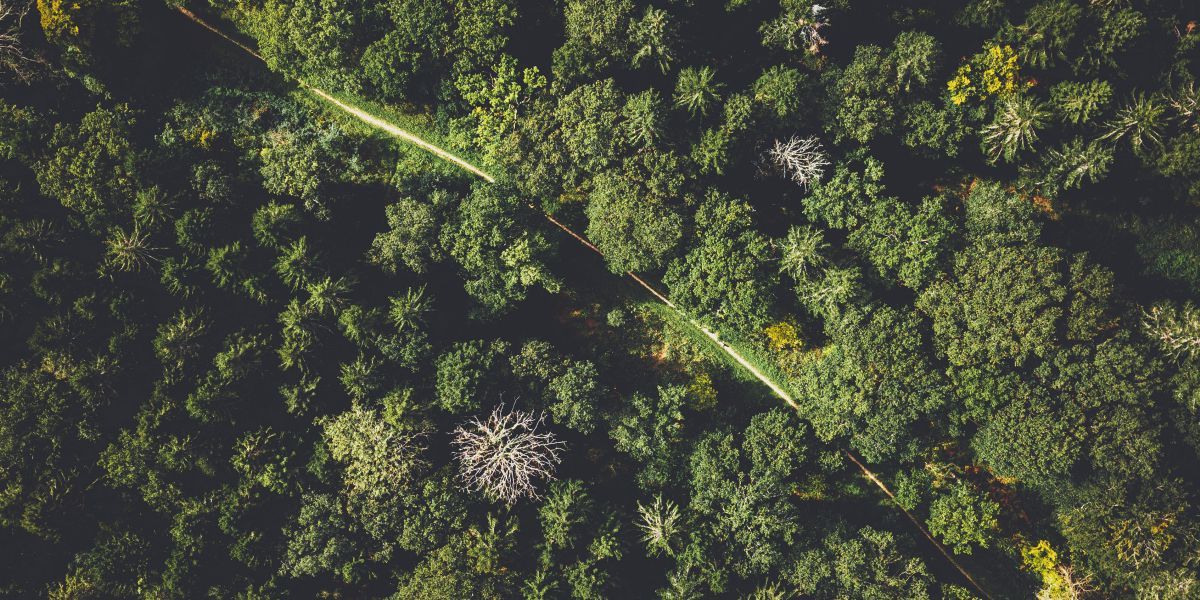 forêt verte