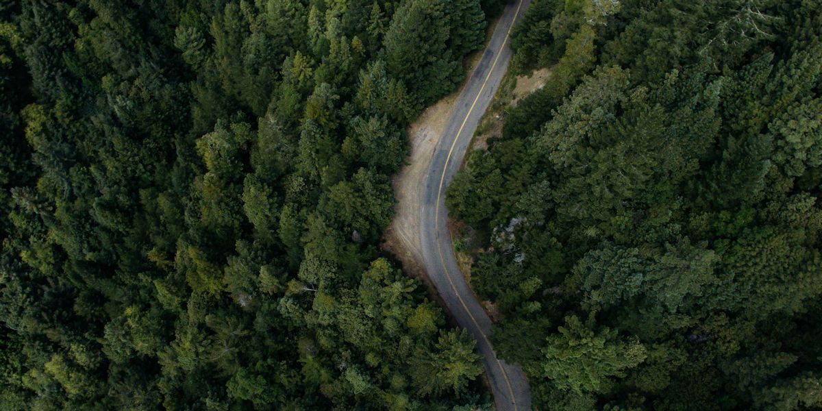 route au milieu de la forêt