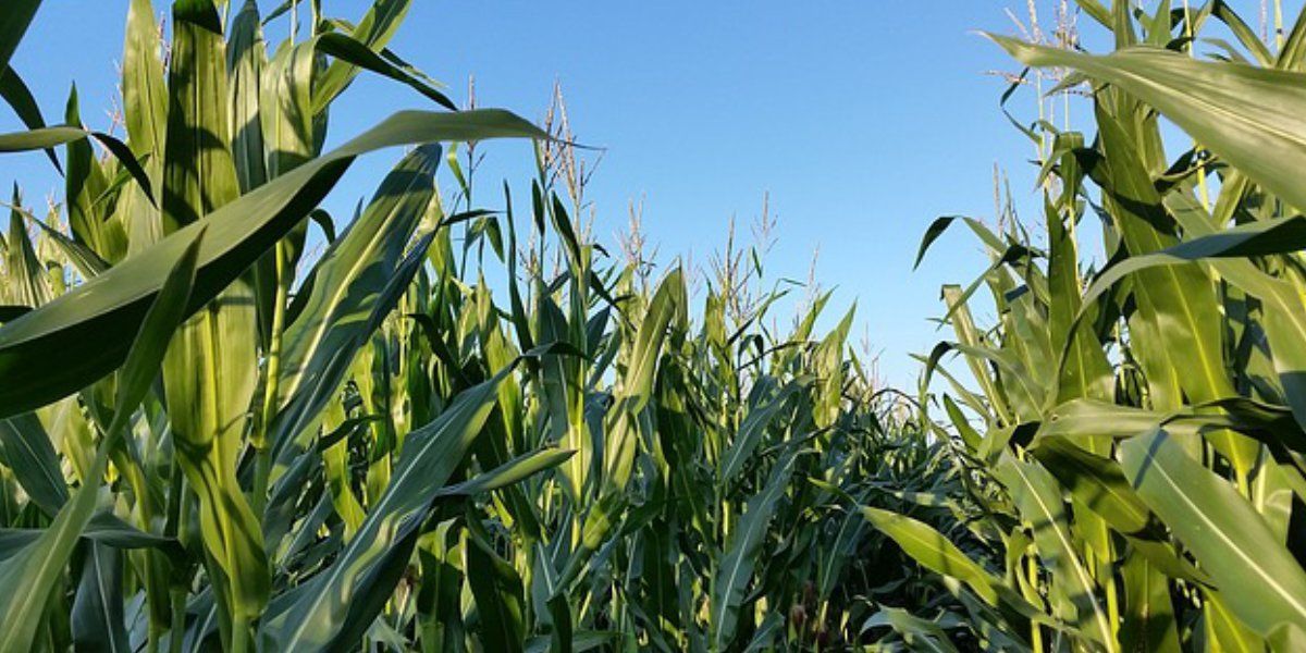 champs de maïs avec superposition de nuages blancs et d’un ciel bleu 